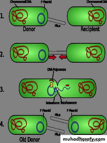 Microbial Genetic