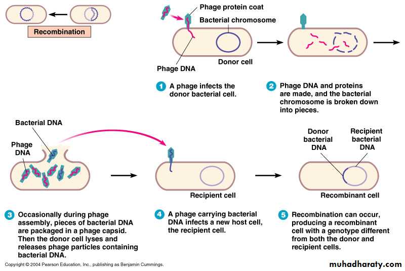 Microbial Genetic