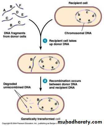 Microbial Genetic
