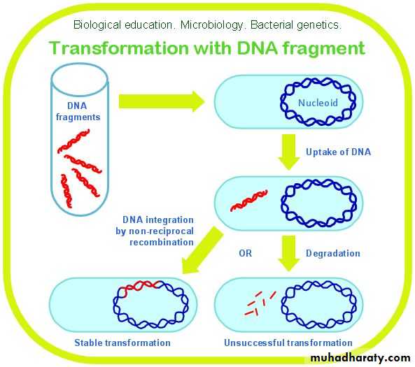 Microbial Genetic