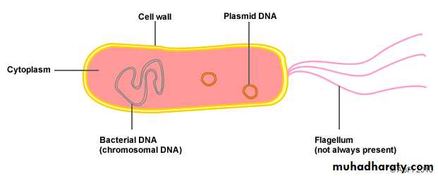 Microbial Genetic
