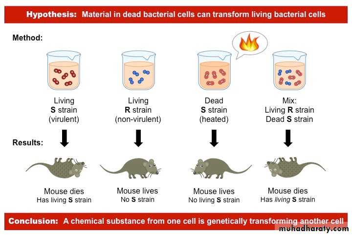 Microbial Genetic