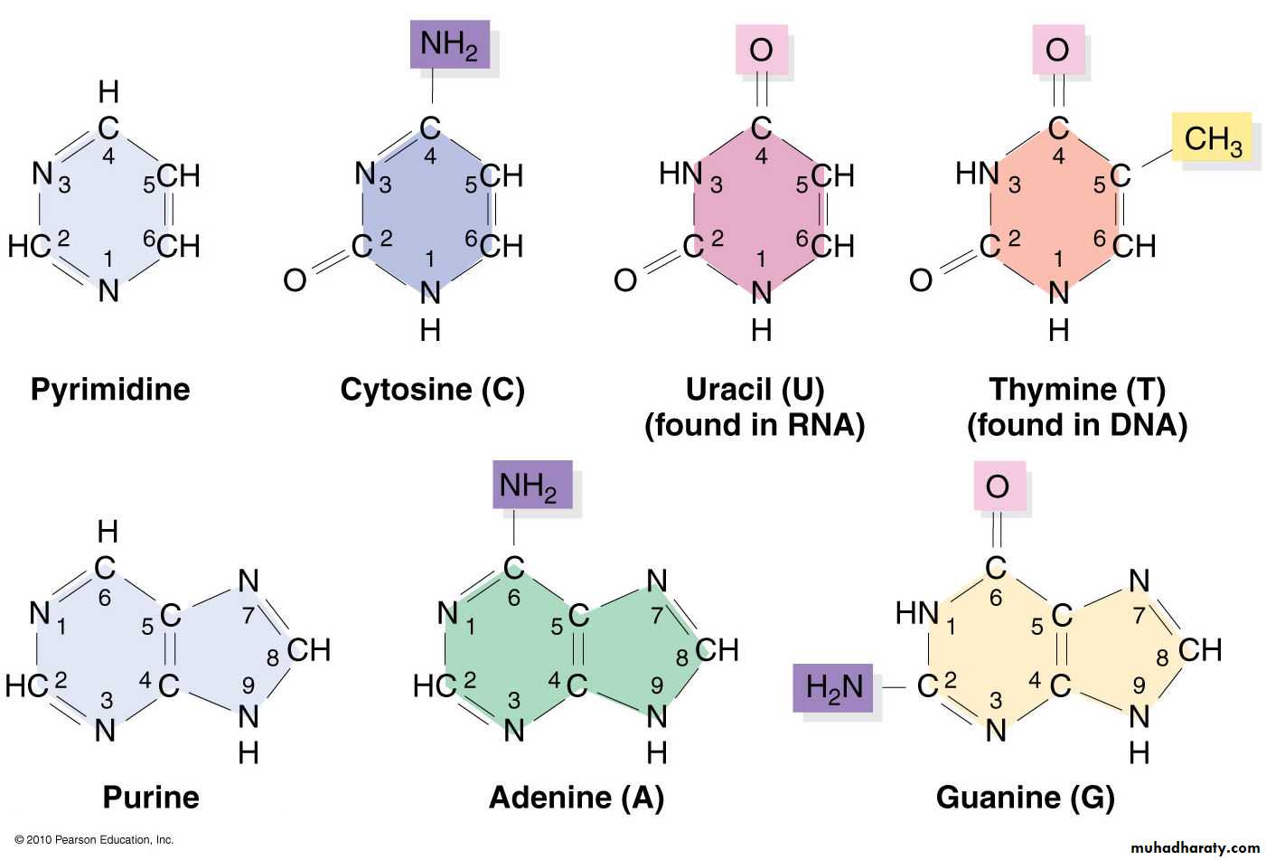 Microbial Genetic