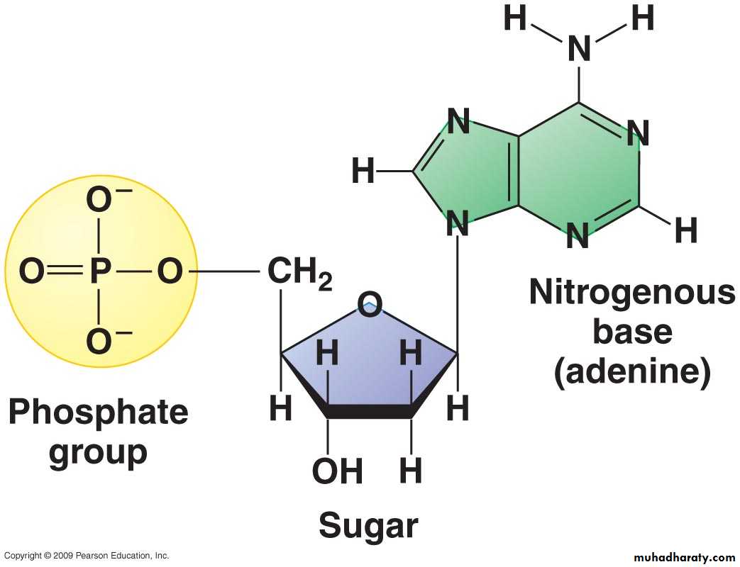 Microbial Genetic
