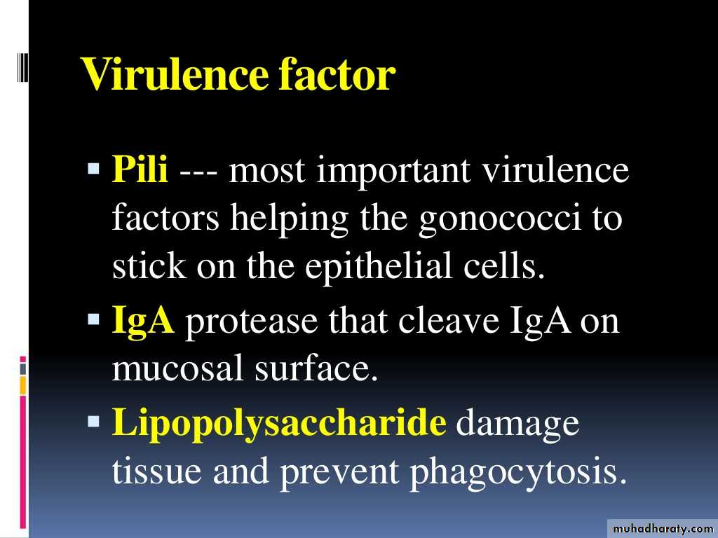 Streptococcus pneumonia