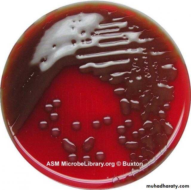 Streptococcus pneumonia