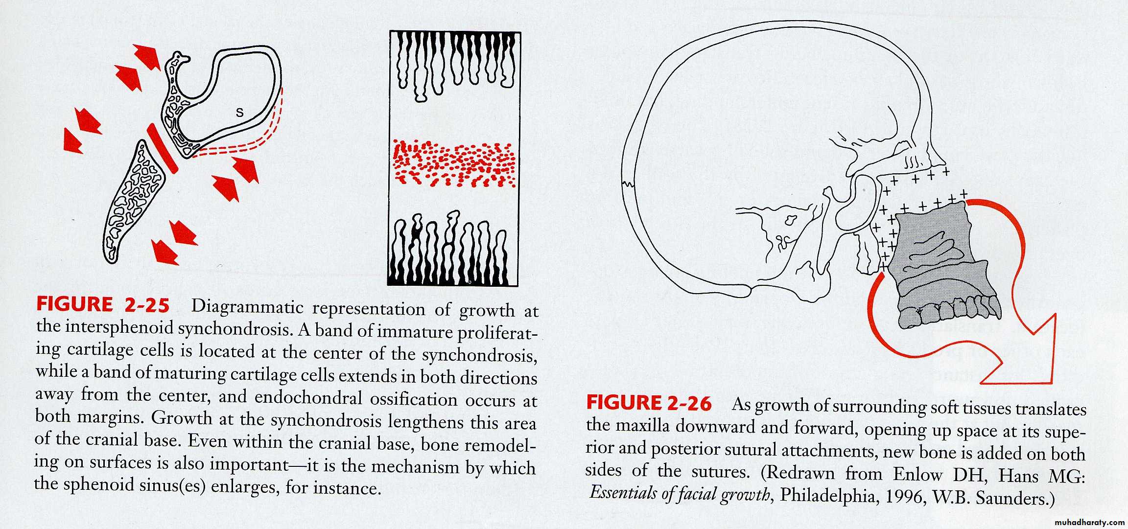 Types of Skeletal Growth