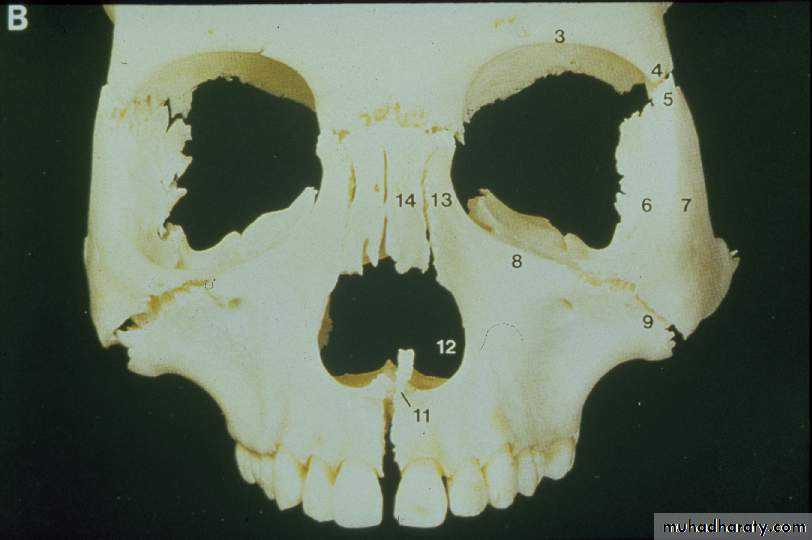 Types of Skeletal Growth