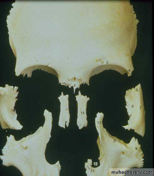 Types of Skeletal Growth