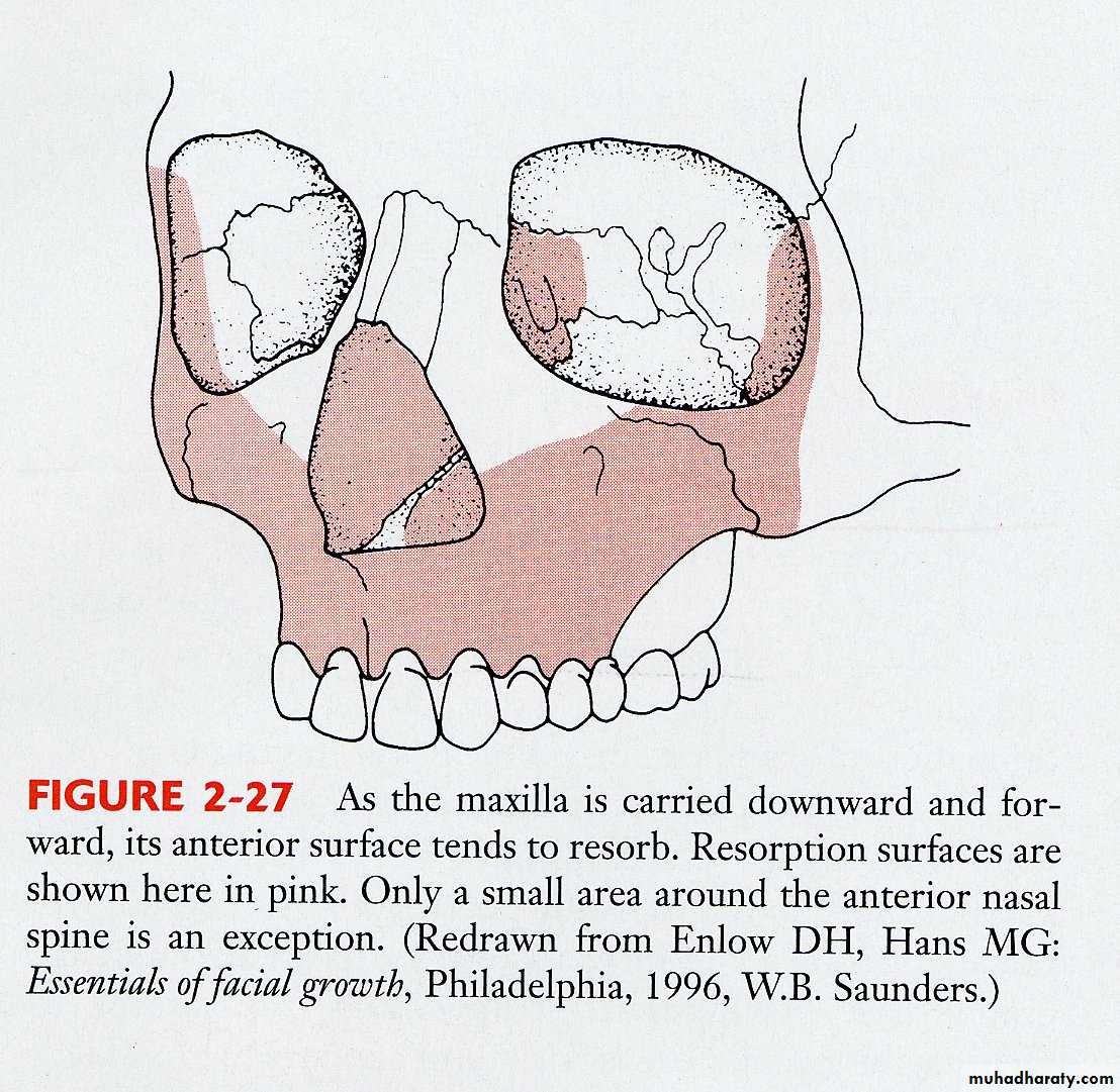 Types of Skeletal Growth