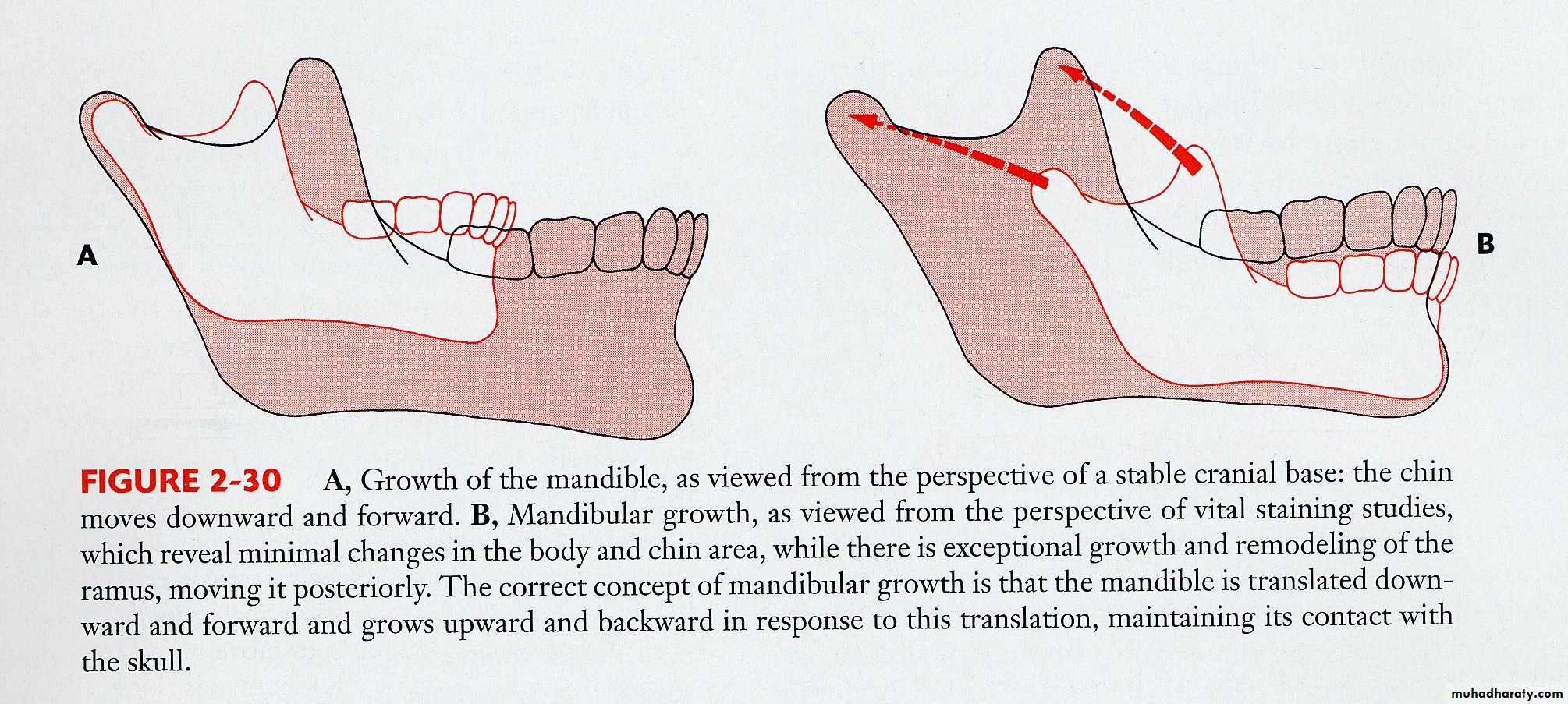 Types of Skeletal Growth