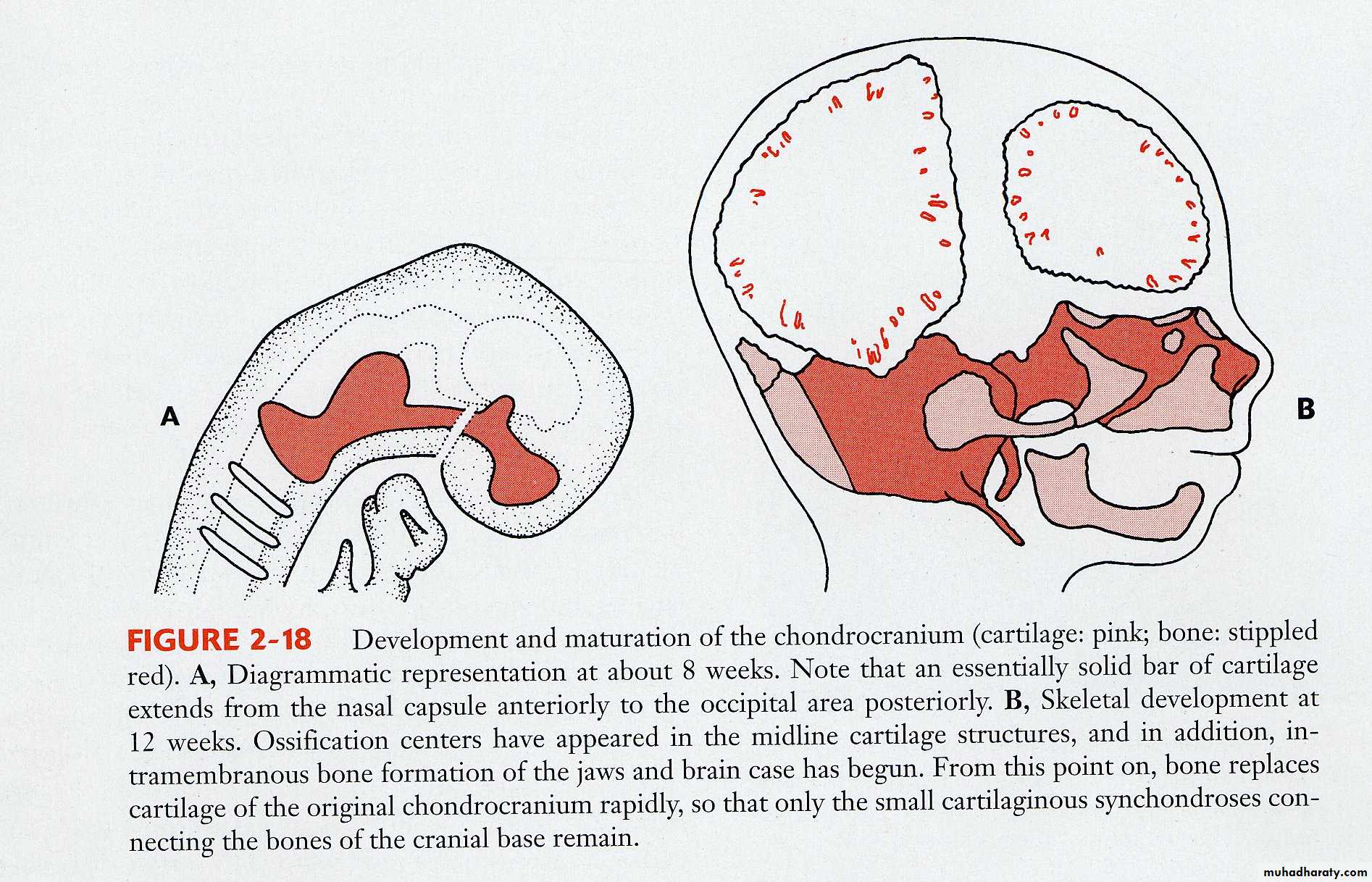 Types of Skeletal Growth