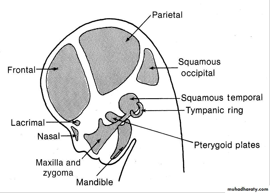 Types of Skeletal Growth