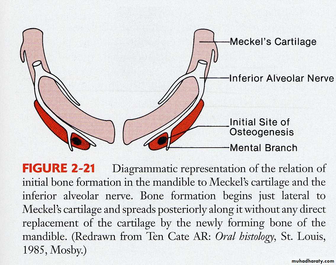 Types of Skeletal Growth