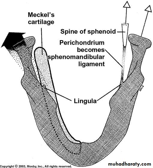 Types of Skeletal Growth