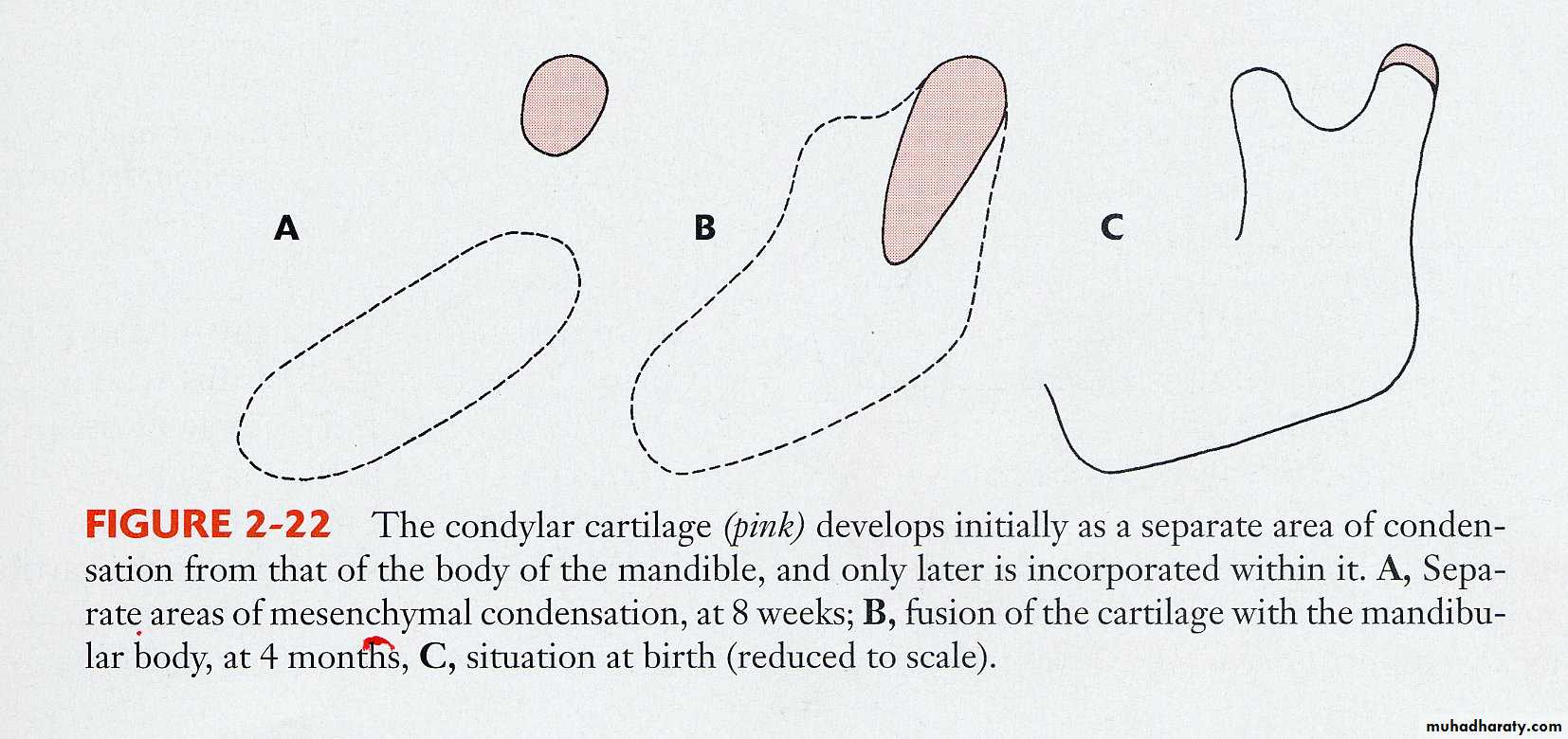 Types of Skeletal Growth