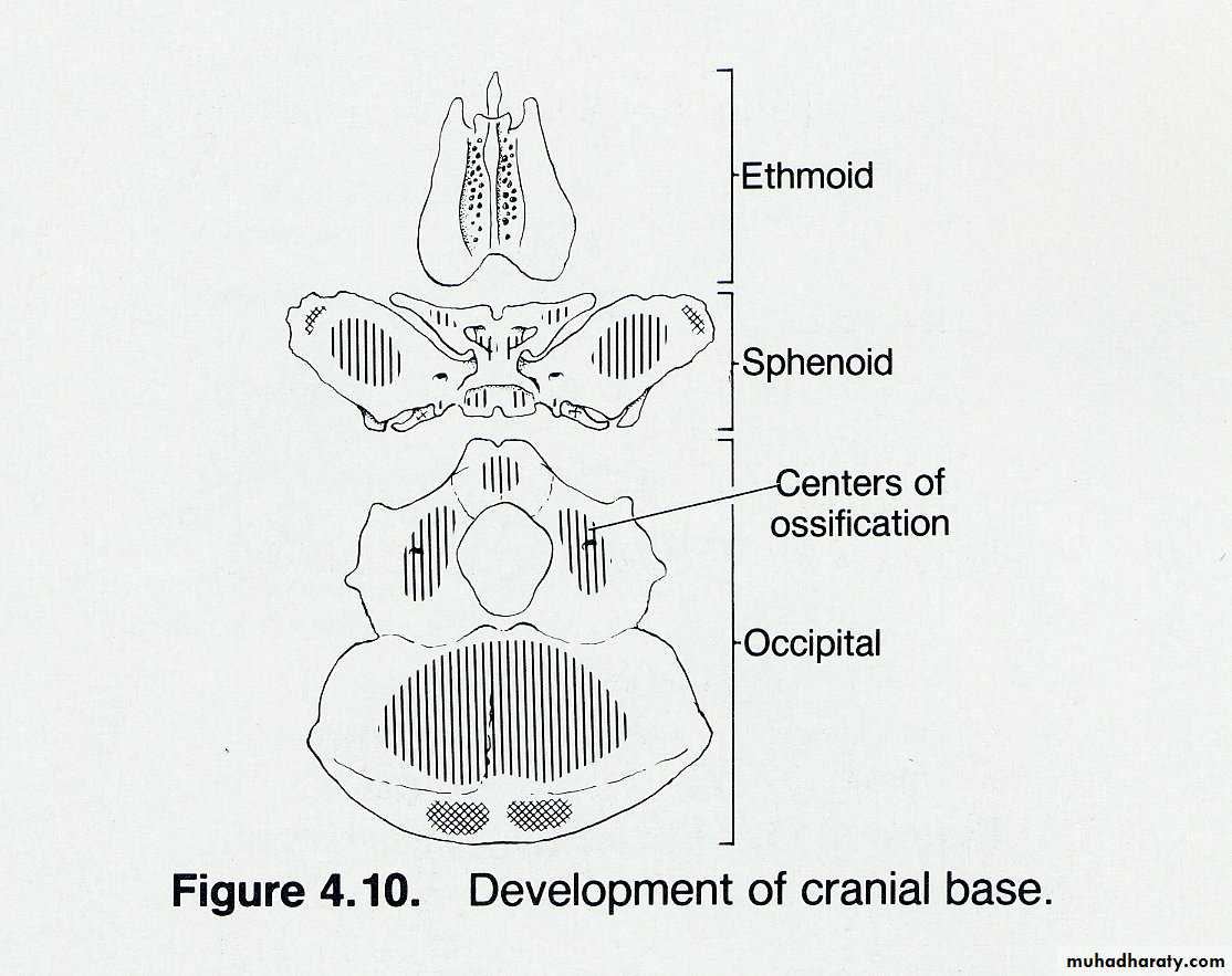 Types of Skeletal Growth