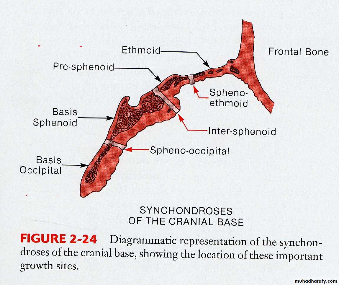 Types of Skeletal Growth