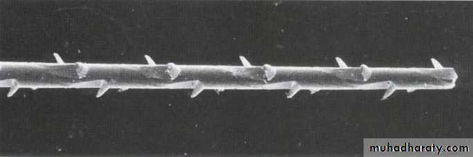 Endodontic instruments