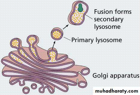 Cytoplasm
