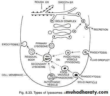 Cytoplasm