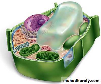 Cytoplasm