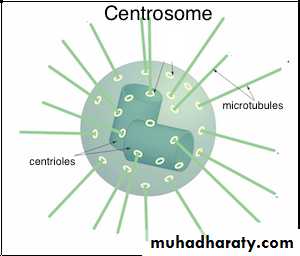 Cytoplasm