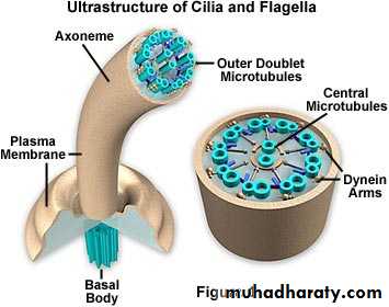 Cytoplasm