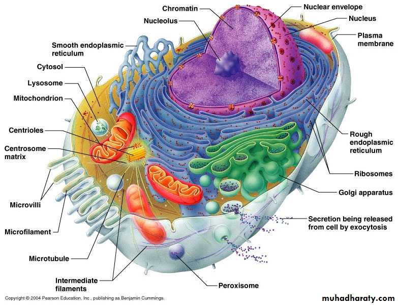 Cytoplasm