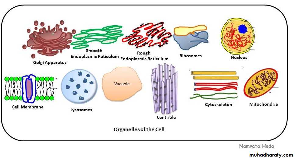 Cytoplasm