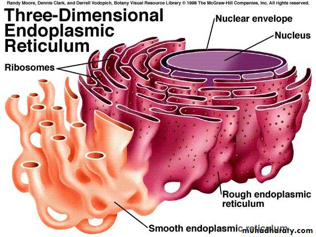 Cytoplasm