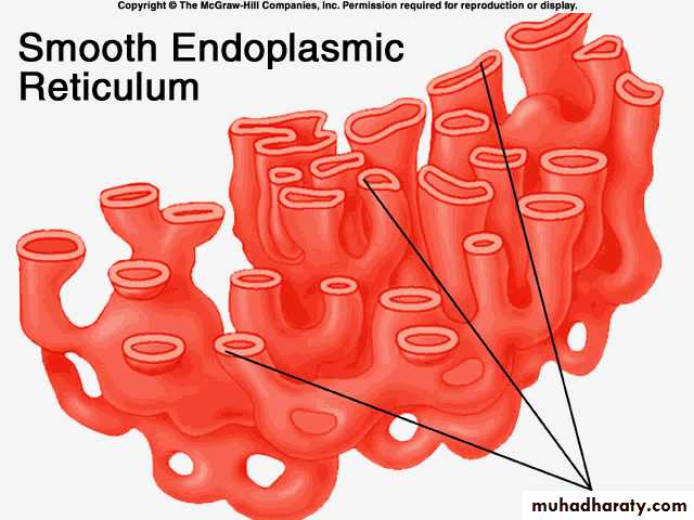 Cytoplasm