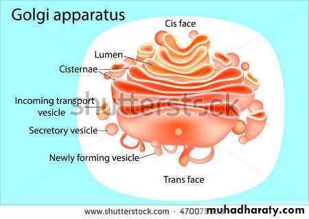 Cytoplasm