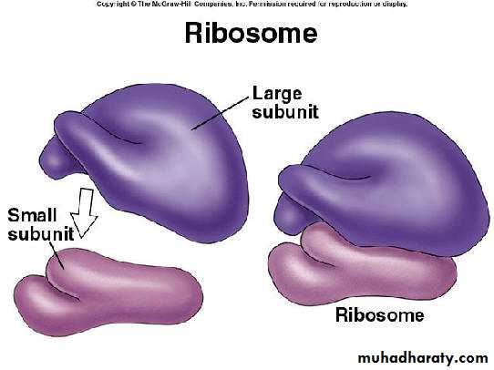 Cytoplasm