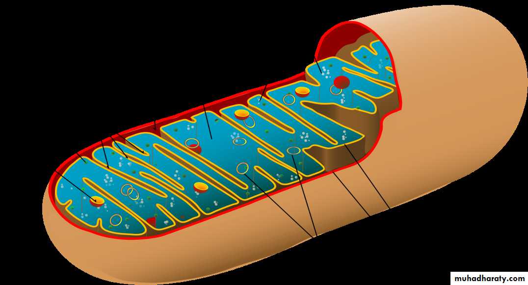 Cytoplasm