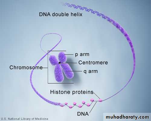 Nucleus