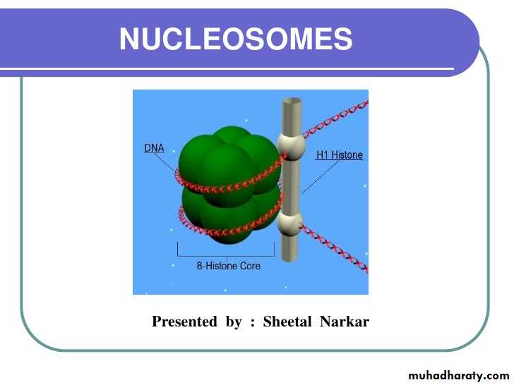 Nucleus