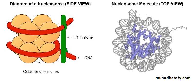 Nucleus
