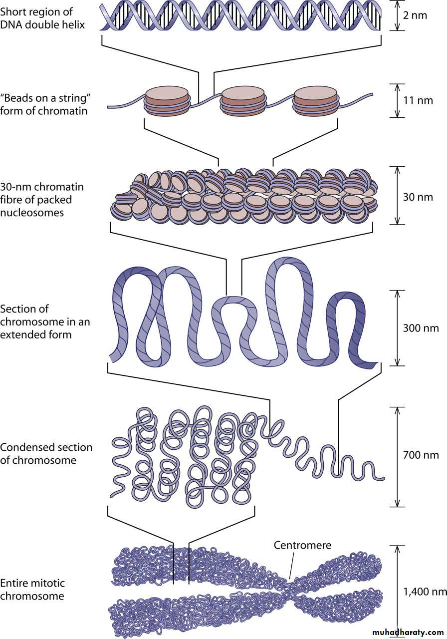 Nucleus