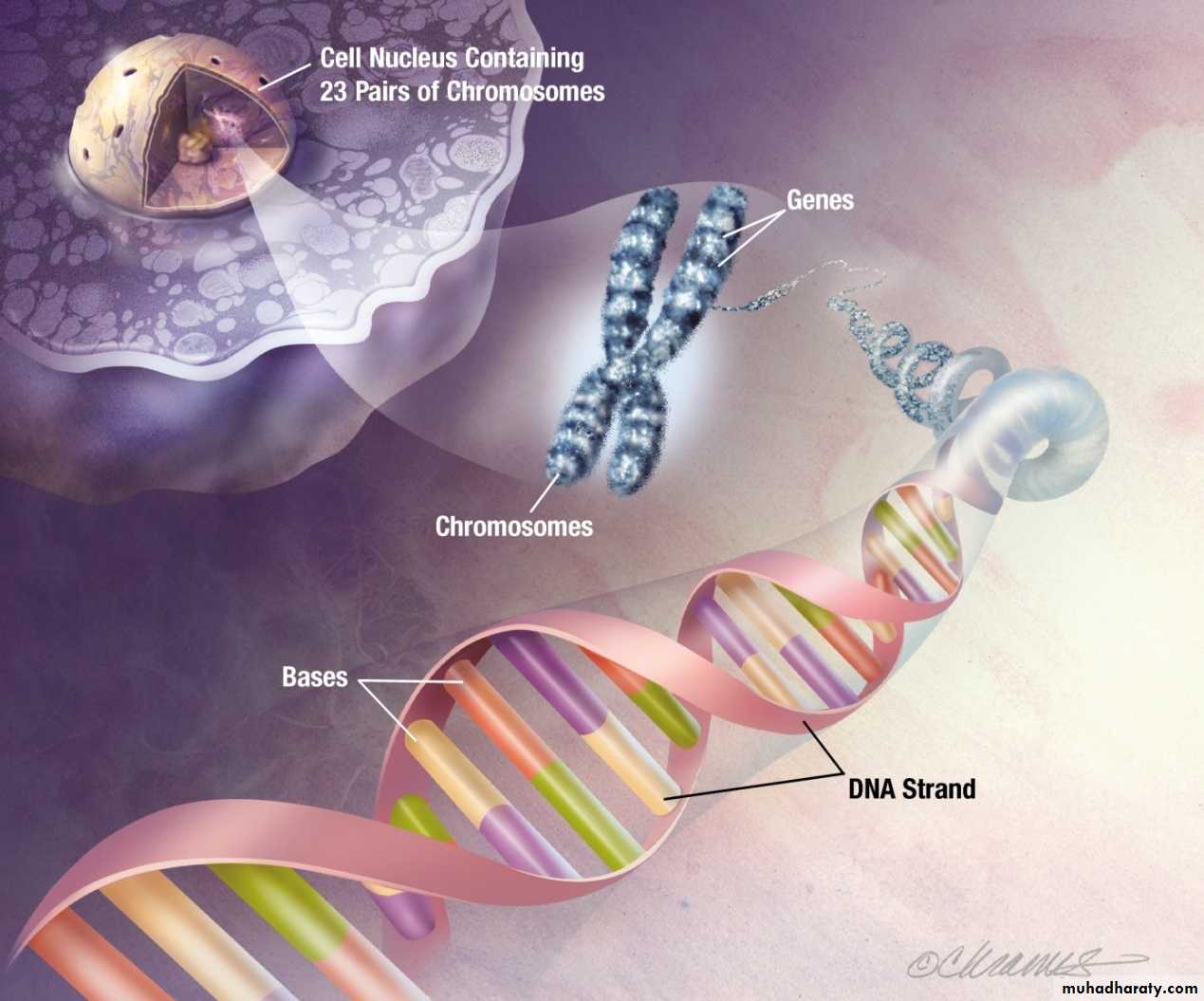 Nucleus