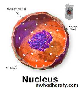 Nucleus