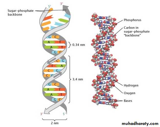 Nucleus