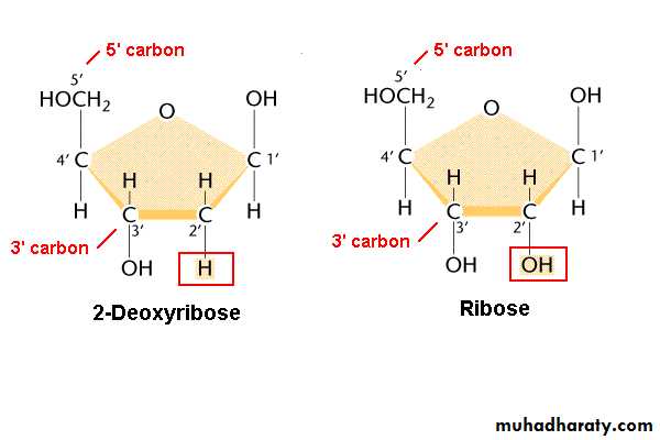 Nucleus