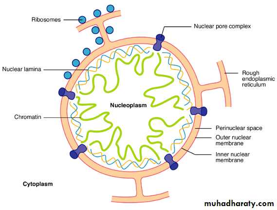 Nucleus