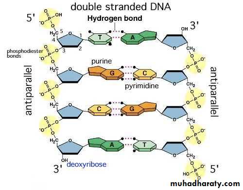 Nucleus