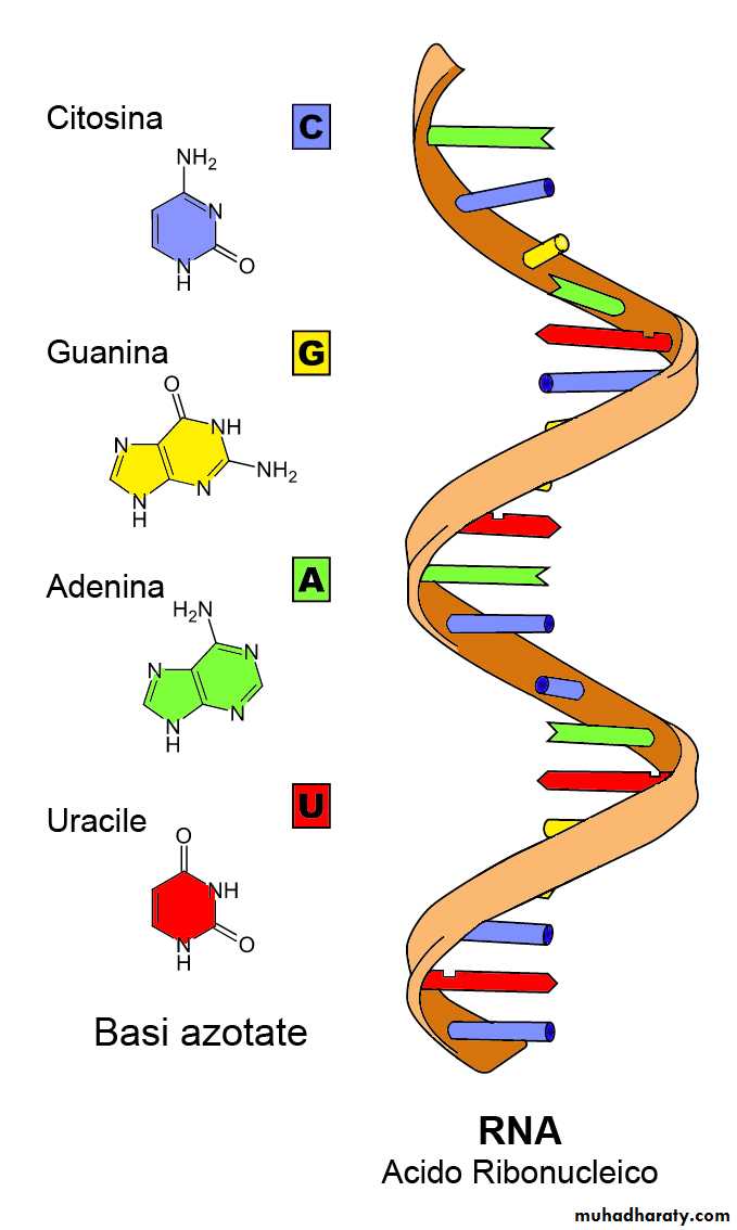 Nucleus
