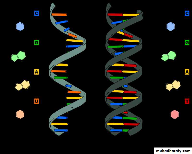 Nucleus