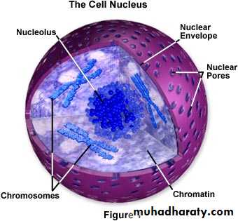 Nucleus