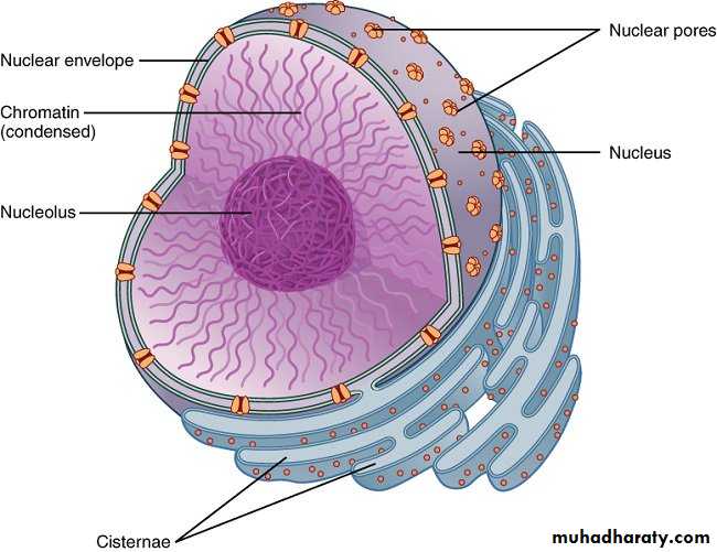 Nucleus