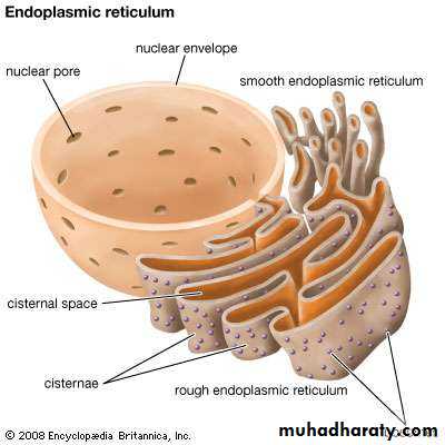 Nucleus